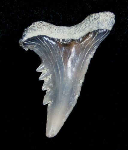 Fossil Tiger Shark Tooth #4170